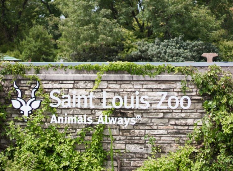 How To Get The Most Out Of The St. Louis Zoo